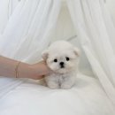 수아펫 이미지