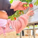 동안농장 | 인천 딸기체험 농장 산모퉁이농원 후기