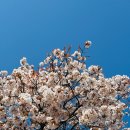 글마당작은도서관 | 서울 벚꽃 명소 정독도서관 가는법 안국역 명당 기운