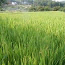 그린별장 이미지