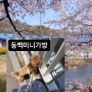 오퍼스식당 네이버블로그