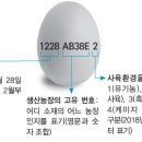 그린계란 이미지