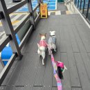 미평공원 | (여수여행)강아지랑 여수 1박2일🐶 첫 장거리 애견동반 여행 현실후기(+코스추천)