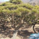 백송 농장 이미지