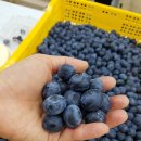 베리베리팜 이미지