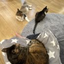 집사의 하루 일산점 이미지