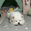 강북동물병원 | 노견 필수! 강아지 건강검진 비용 _ 강북구 마인동물병원 후기