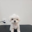 하콩이네 이미지