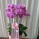 영인면 영인로 | 농협 대상 수상 축하! 아산 둔포농협, 영인농협 서양난 꽃배달 후기