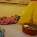 달과고양이 이미지