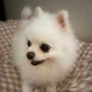 바로슬동물병원 이미지