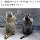 너구리와 친구들
