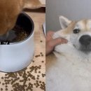 고집 이미지