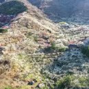 매화시장 이미지