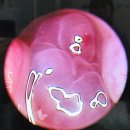 하안동물병원 | 광명동물병원｜강아지 코막힘·코피 원인 찾기!