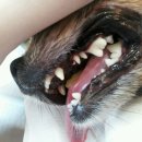 페트로동물의료원 이미지