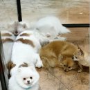 헤이독청주 이미지