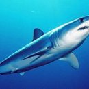 - 청상아리 Shark, Shortfin Mako 이미지