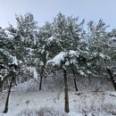 수레의산자연휴양림 이미지