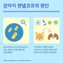 강아지 켄넬 이미지