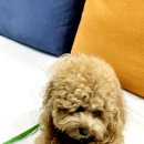 어서와 댕댕아 이미지