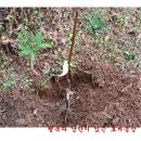 연일농장 이미지