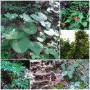 고도농장 이미지