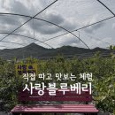체리사랑농원 | 아이랑 함께 체험하기 좋은, 사랑블루베리