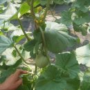 이든농장 이미지