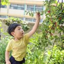 🍒(6/5) 앵두 따기🍒 이미지