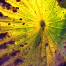 시흥시농업기술센터 이미지