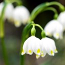 화이트코튼 이미지