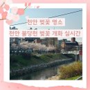 불당천 | 천안 벚꽃 명소 천안 불당천 벚꽃 개화 실시간