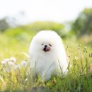 마리켄넬 이미지