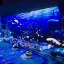 아쿠아플라넷63 이미지