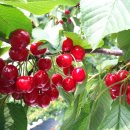 경주 체리 이미지