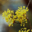 봄 소식 - 노란 봄꽃들의 속삭임 이미지