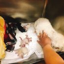 노산동물병원 이미지