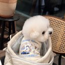 러비도기 이미지