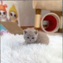 캣스토리 고양이분양 일산본점 이미지