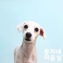 뭉치네 미용실 이미지