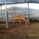 송아지농장 이미지