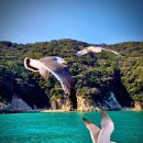 장사도해상공원 | 통영 거제 장사도 해상공원 까멜리아 후기(26.02.18 방문)