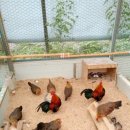 게임잉글리쉬 이미지