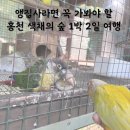 펜션i | 홍천 색채의 숲 I 앵집사라면 가기 편한 펜션 추천 내돈내산 여름 휴가 다녀 온 후기