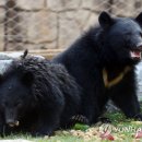 웅담2농장 이미지