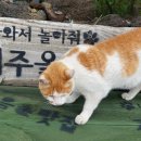 올래민박 이미지