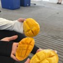 세부 골드호핑 호핑투어 첫날팩 두번째 방문후기