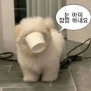 코지정원