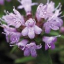 멀리가는 향기 이미지